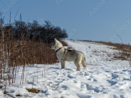 Syberian husky