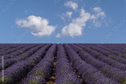 Lavender Bloom
