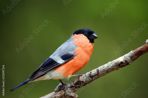 The bullfinch, common bullfinch or Eurasian bullfinch ( Pyrrhula pyrrhula) sitting on the branch with green background. Passerine in the rain with drops of water on the wings.