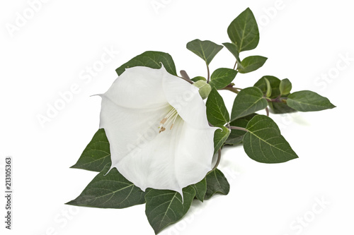 Datura flower, dope, stramonium, thorn-apple, jimsonweed, isolated on white background