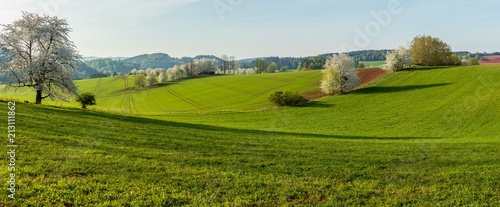 Panorama photo of rural landscape in spring. Blossoming trees, green fields on sunny morning.