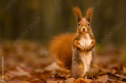 Cute squirrel in autumn colored forest. Beautiful, fast and clever animal. 