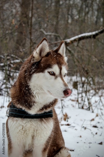 Syberian husky