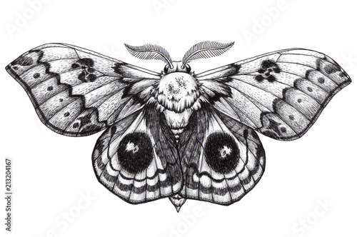 Beautiful Butterfly tattoo. Antherina suraka. Madagascar bullseye. Dotwork tattoo. Traditional black dot style ink.