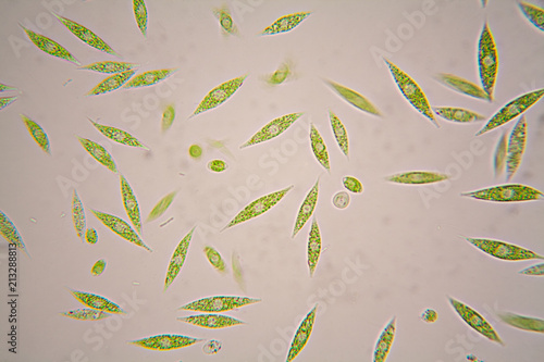 Microscopic organisms from the pond. Euglena Gracilis 