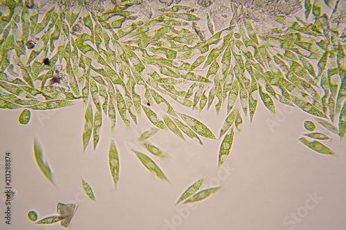 Microscopic organisms from the pond. Euglena Gracilis 