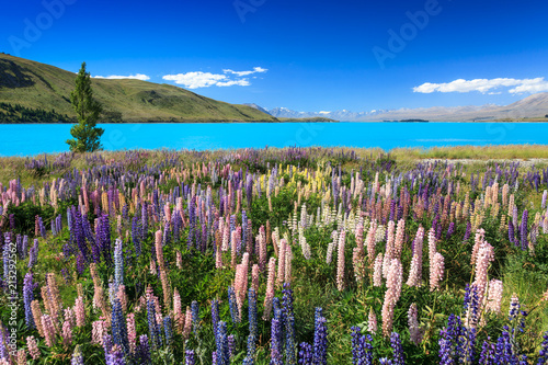 Lupins near Lake Pukaki, New Zealand