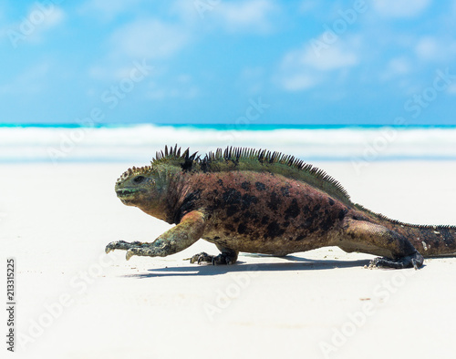 Iguana Beach