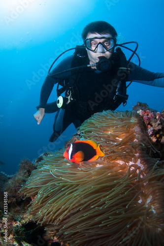 Clown fish,anemone and diver.