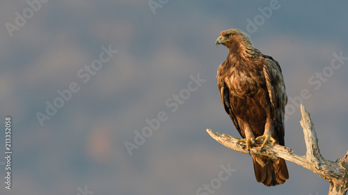 Golden Eagle on a Branch