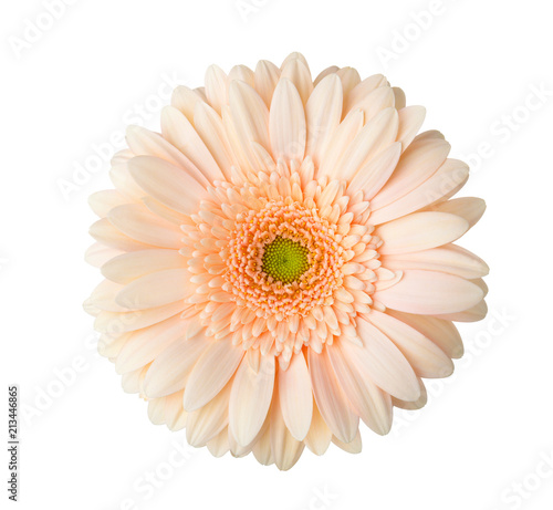 Gerbera flower of apricot color isolated on white background.