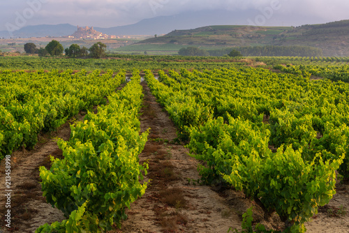 Vineyard, San Vicente de la Sonsierra as background, La Rioja, Spain