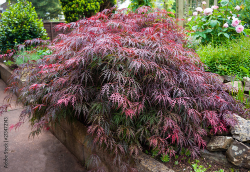 Red foliage of the weeping Laceleaf Japanese Maple tree (Acer palmatum) in garden