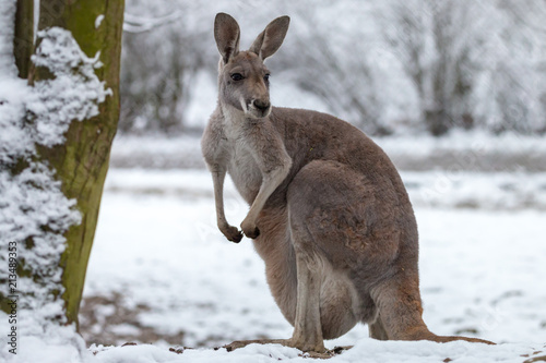 Red kangaroo on snow. Macropus rufus is the largest of all kangaroos, the largest terrestrial mammal native to Australia, and the largest extant marsupial. 