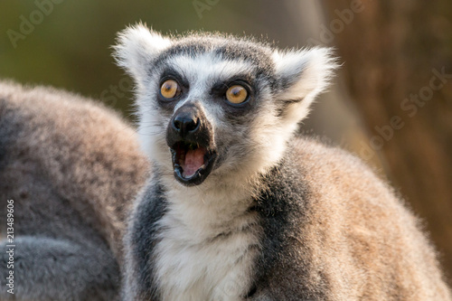 Surprised ring-tailed lemur or lemur catta with open mouth and eyes wide open.