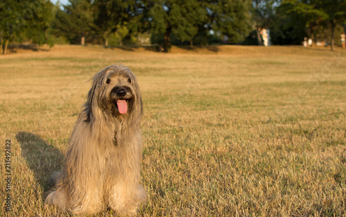 CUTE CATALAN SHEEPDOG SITTING ON YELLOW GRASS ON SUMMER HEAT. HORIZONTAL VIEW