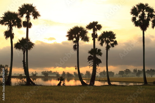 Sunrise in the palmery field 