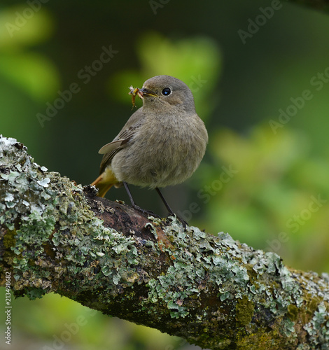 Hausrotschwanz; Phoenicurus ochruros; blackstart