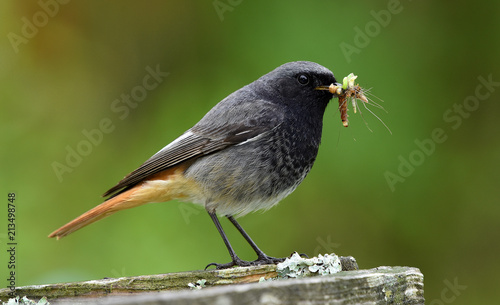 Hausrotschwanz; Phoenicurus ochruros; blackstart