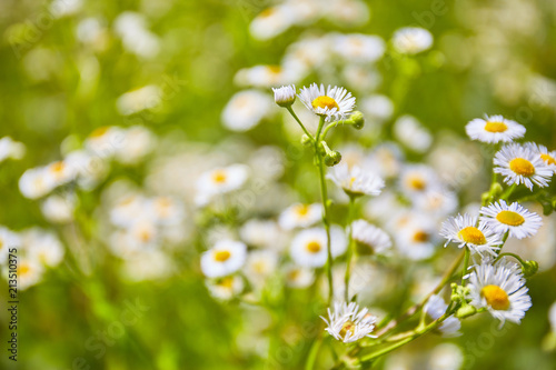 chamomile outdoor in field