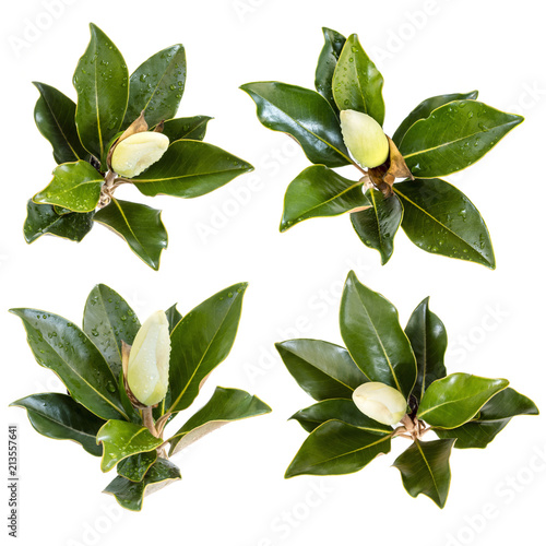 Collection of Magnolia Flower Buds Isolated