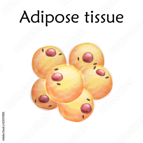 Adipose tissue. Anatomy vector realistic illustration. White background.