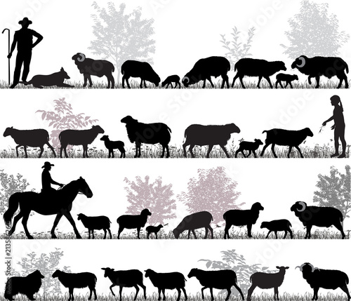 Silhouettes of sheeps, rams and lambs outdoors