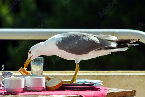 A seagull stealing food from a restaurant table