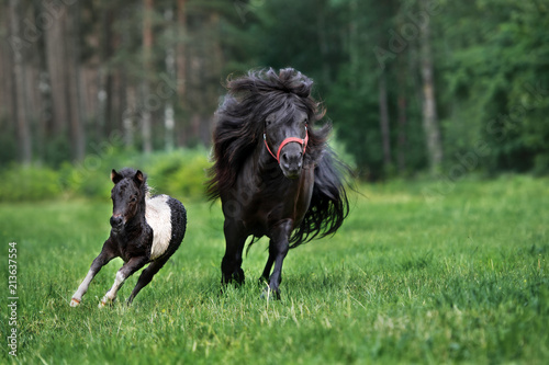 adorable shetland pony with a foal running on a field