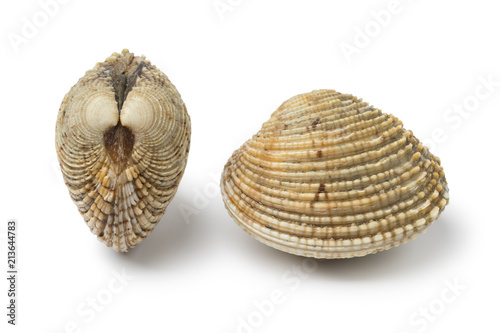  Fresh raw warty venus clams
