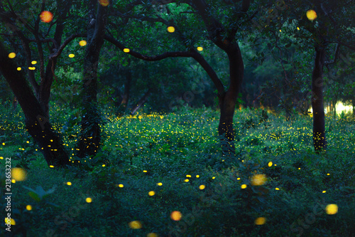 Bokeh light of firefly in forest