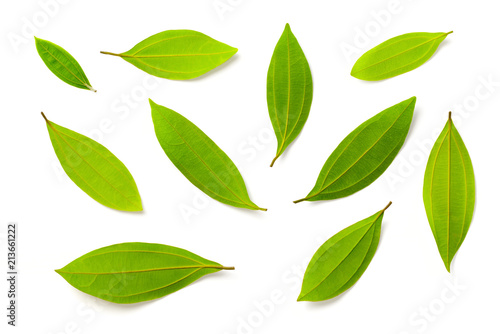 fresh cinnamon leaves isolated on the white background, top view