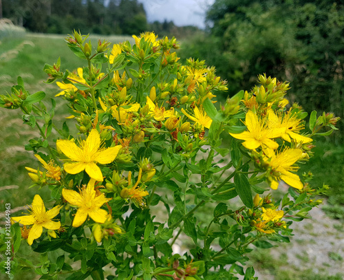 Johanniskraut, Hypericum, Perforatum