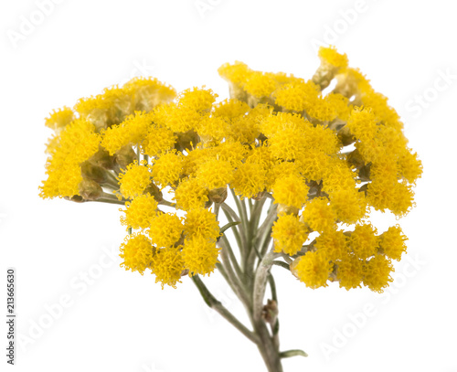 Yellow helichrysum flowers