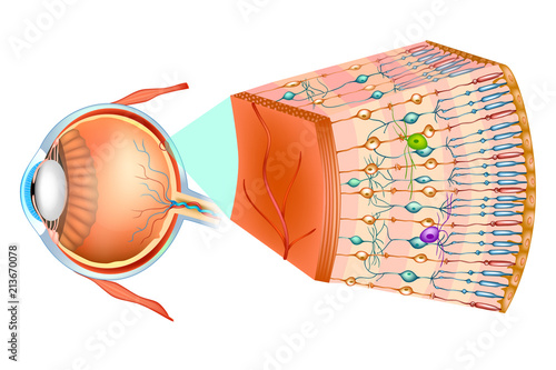 Structure of the human eye and organization of the retina. Optic part of retina. 