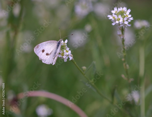 Motyl bielinek kapustnik, po łacienie pieris brassicae, na kwiatku koniczyny, rozmyte tło