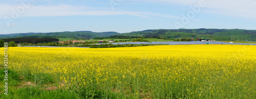 Blühendes Rapsfeld im Alftal mit einer großen Solaranlage im Hintergrund Panorama 