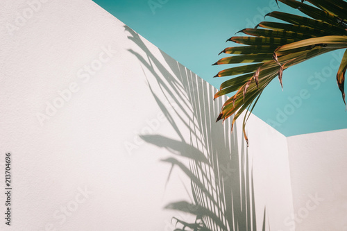 Palm tree leaves against turquoise sky and white wall. Pastel colors, creative colorful minimalism. Copy space for text