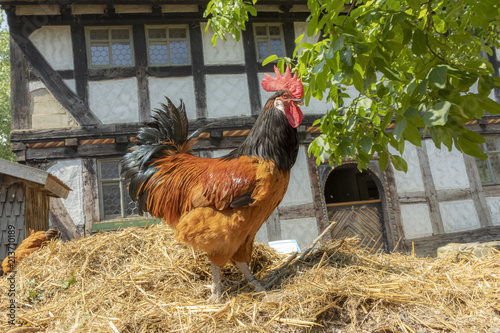 rooster on the dunghill