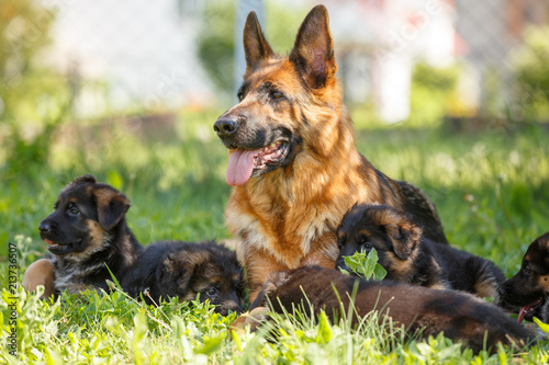 German shepherd with its puppies resting on green lawn