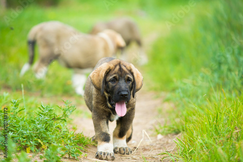 Puppy breed of Spanish mastiff playing in the grass