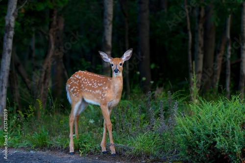 White-tailed deer fawn (Odocoileus virginianus) in the forest in Canada