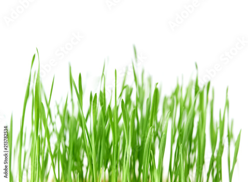 Fresh spring green grass with drops of dew, germination of wheat, isolated on white background