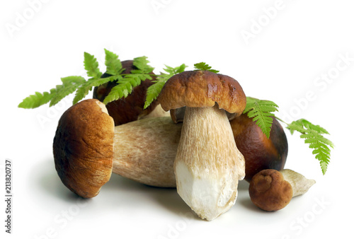 Mushrooms cep in summer season