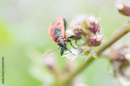 Czerwony owad na kwiatku mięty