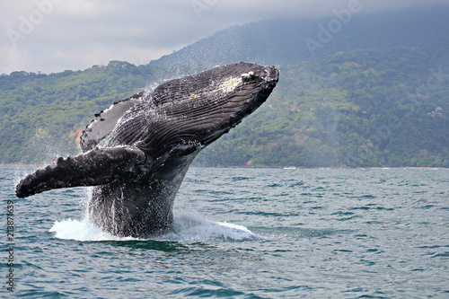 Humpback whale breaching in "Marino Ballena National Park", Costa Rica