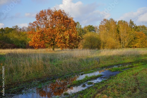 Beautiful autumn landscape - autumn great tree - golden autumn in park 