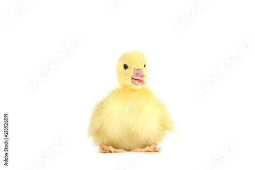 Little yellow duckling on white background