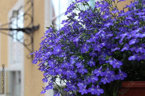 Blue Lobelia flower in the city