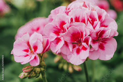 Close up image of bright pink geranium on green background